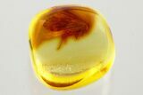Detailed Fossil Barklouse (Lepidopsocidae) In Baltic Amber #372602-1